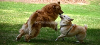 two sweet pups 이미지 (488501155) - 게티이미지뱅크 two sweet pups