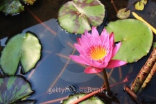 Purple lotus in pond 이미지 (524884063) - 게티이미지뱅크 Purple lotus in pond