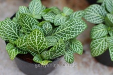 leaf of plant 이미지 (467898325) - 게티이미지뱅크 leaf of plant