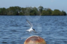 Least Tern 이미지 (488834187) - 게티이미지뱅크 Least Tern