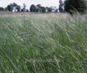 Nature Tall Grass 이미지 (476126755) - 게티이미지뱅크 Nature Tall Grass