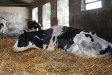 some cows in a cattleshed 이미지 (488241785) - 게티이미지뱅크 some cows in a cattleshed