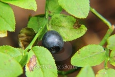 Blueberries. Berry. 이미지 (500177659) - 게티이미지뱅크 Blueberries. Berry.