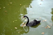 Black swan 이미지 (508375327) - 게티이미지뱅크 Black swan