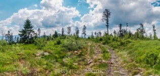 Bavarian Forest 이미지 (509784643) - 게티이미지뱅크 Bavarian Forest