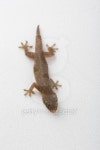 Gecko macro 이미지 (487424009) - 게티이미지뱅크 Gecko macro