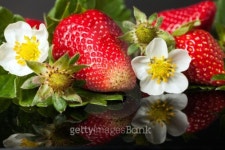 Strawberries 이미지 (487784531) - 게티이미지뱅크 Strawberries