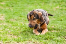 Mutt of puppy german shepherd dog 이미지 (499598823) - 게티이미지뱅크 Mutt of puppy german shepherd dog