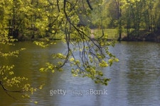 Look through branches on a pond 이미지 (493856235) - 게티이미지뱅크 Look through branches on a pond