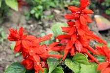 Scarlet salvia 이미지 (515069223) - 게티이미지뱅크 Scarlet salvia