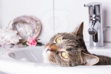 Cat looking out the sink 이미지 (485556329) - 게티이미지뱅크 Cat looking out the sink