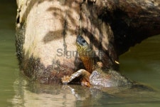 Black river turtle 이미지 (508726789) - 게티이미지뱅크 Black river turtle