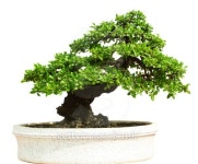 Bonsai tree 이미지 (475377361) - 게티이미지뱅크 Bonsai tree