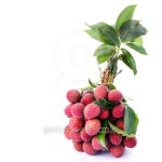 Fresh of litchi fruit isolated on white background 이미지 (503089471) - 게티이미지뱅크 Fresh of litchi fruit isolated on... 