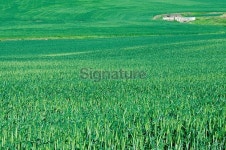 Old concrete bridge in wheat field 이미지 (527565311) - 게티이미지뱅크 Old concrete bridge in wheat field