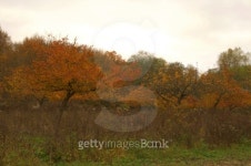 Beauty autumn forest 이미지 (480657407) - 게티이미지뱅크 Beauty autumn forest