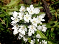 Flores blancas 이미지 (489756390) - 게티이미지뱅크 Flores blancas