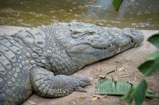 Nile Crocodile 이미지 (501548556) - 게티이미지뱅크 Nile Crocodile
