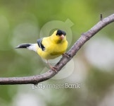 American Goldfinch (Male) 이미지 (480938788) - 게티이미지뱅크 American Goldfinch (Male)