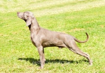 Weimaraner dog 이미지 (499490078) - 게티이미지뱅크 Weimaraner dog