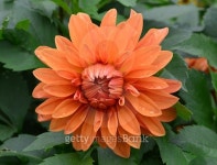 Closeup of Beautiful Yellow Flower 이미지 (488876674) - 게티이미지뱅크 Closeup of Beautiful Yellow Flower