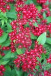 Ixora chinensis Lamk. Ixora spp. 이미지 (496764936) - 게티이미지뱅크 Ixora chinensis Lamk. Ixora spp.
