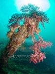 Red coral on shipwreck 이미지 (474517776) - 게티이미지뱅크 Red coral on shipwreck
