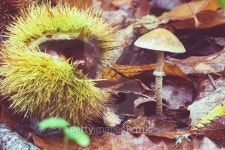 chestnut forest mushrooms 이미지 (496571328) - 게티이미지뱅크 chestnut forest mushrooms
