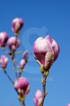 Magnolia tree in pink flower against blue sky 이미지 (469033854) - 게티이미지뱅크 Magnolia tree in pink flower against blue sky