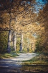 solar forest Landscape 이미지 (502389812) - 게티이미지뱅크 solar forest Landscape