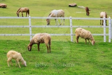 Sheep forage in sunny summer pasture 이미지 (502658620) - 게티이미지뱅크 Sheep forage in sunny summer pasture