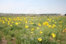 steppe flowers 이미지 (471854600) - 게티이미지뱅크 steppe flowers
