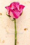 Rose on old paper background 이미지 (494812596) - 게티이미지뱅크 Rose on old paper background