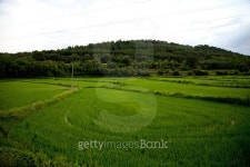 Rice Paddy 이미지 (480641282) - 게티이미지뱅크 Rice Paddy