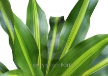 Dracaena fragrans 이미지 (493471578) - 게티이미지뱅크 Dracaena fragrans