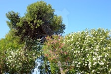 Summer landscape, Greece. 이미지 (478087618) - 게티이미지뱅크 Summer landscape, Greece.