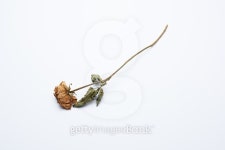 dried rose 이미지 (495066100) - 게티이미지뱅크 dried rose