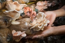Handle bag mushroom farm 이미지 (470051590) - 게티이미지뱅크 Handle bag mushroom farm