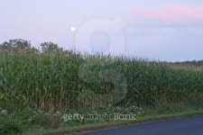 Full Moon over Corn Field 이미지 (485057928) - 게티이미지뱅크 Full Moon over Corn Field