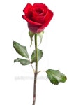 beautiful red rose isolated on white background 이미지 (533314483) - 게티이미지뱅크 beautiful red rose isolated on white... 