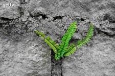 The green leaf growing in a stone wall 이미지 (500134252) - 게티이미지뱅크 The green leaf growing in a stone wall