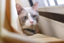 closed up fatty grey cat is looking something near window... closed up fatty grey cat is looking something near window