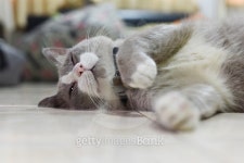 closed up fatty grey cat is sleeping on a floor 이미지 (486713620) - 게티이미지뱅크 closed up fatty grey cat is sleeping on a...