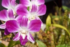 Dendrobium bloom under sunlight 이미지 (495393378) - 게티이미지뱅크 Dendrobium bloom under sunlight