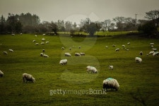 Sheep Flock Grazing on Lushly Green 이미지 (476287480) - 게티이미지뱅크 Sheep Flock Grazing on Lushly Green