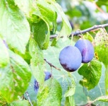 Two purple plums on a tree 이미지 (490393012) - 게티이미지뱅크 Two purple plums on a tree