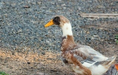 Duck on a poultry farm 이미지 (484614530) - 게티이미지뱅크 Duck on a poultry farm