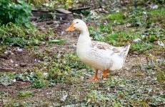 Duck on a poultry farm 이미지 (496480602) - 게티이미지뱅크 Duck on a poultry farm