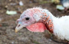 One turkey on a poultry farm 이미지 (491752130) - 게티이미지뱅크 One turkey on a poultry farm