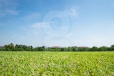 Greensward field background 이미지 (496267088) - 게티이미지뱅크 Greensward field background